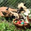 Великден в зоопарка в Бургас: Боядисват яйце от африкански щраус - истинско предизвикателство